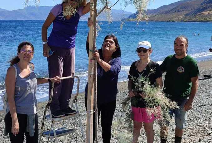 Ολοκληρώθηκε η υποστύλωση των δέντρων στην  Παραλία Αλμύρα, Σχίνου Κορινθίας