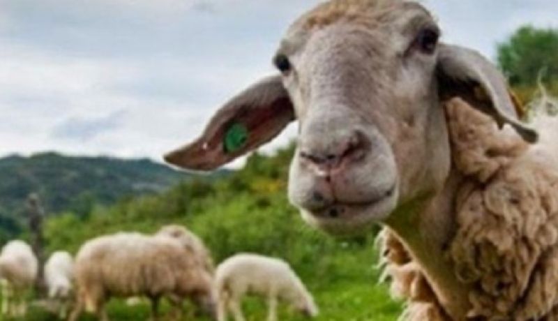 Υπουργείο Αγροτικής Ανάπτυξης &amp; Τροφίμων :Νέα ενίσχυση 26 εκατ. ευρώ για αποζημιώσεις κτηνοτρόφων λόγω ευλογιάς 