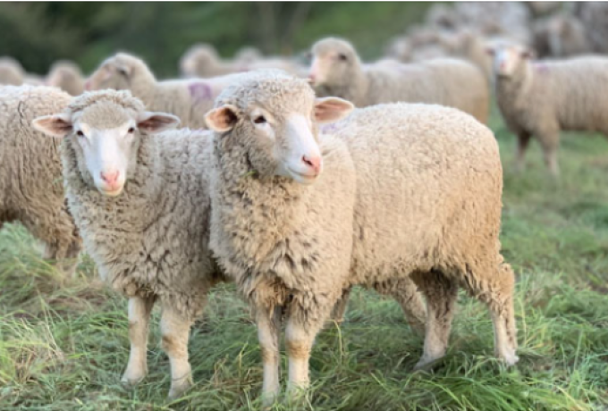 ΥΠΑΑΤ: Πιστώθηκαν 26,9 εκατ. ευρώ σε κτηνοτρόφους για απώλεια εισοδήματος εξαιτίας της ευλογιάς και της πανώλης 