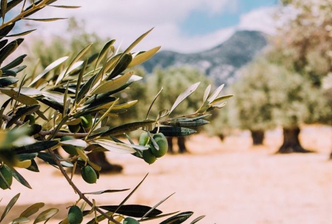 Σεμινάριο για το κλάδεμα ελαιόδεντρων από την Περιφέρεια Πελοποννήσου στο πλαίσιο του OliveOilMedNet
