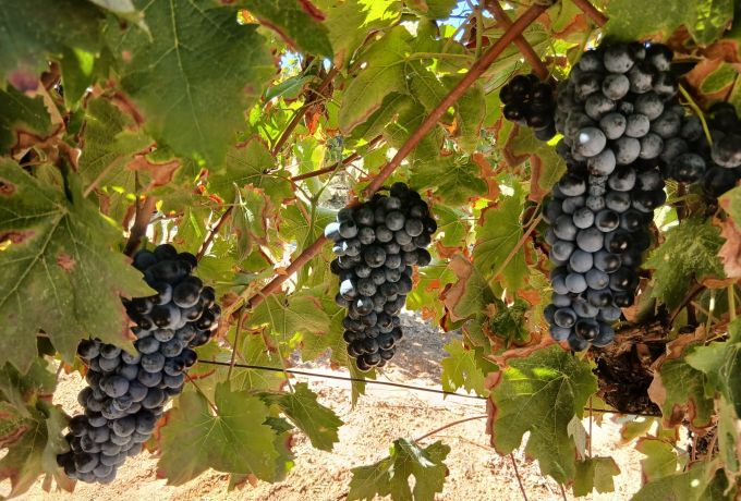 Νέο κεφάλαιο στη Magavali Winery: 0,0% γλεύκος από τον τρύγο 2026