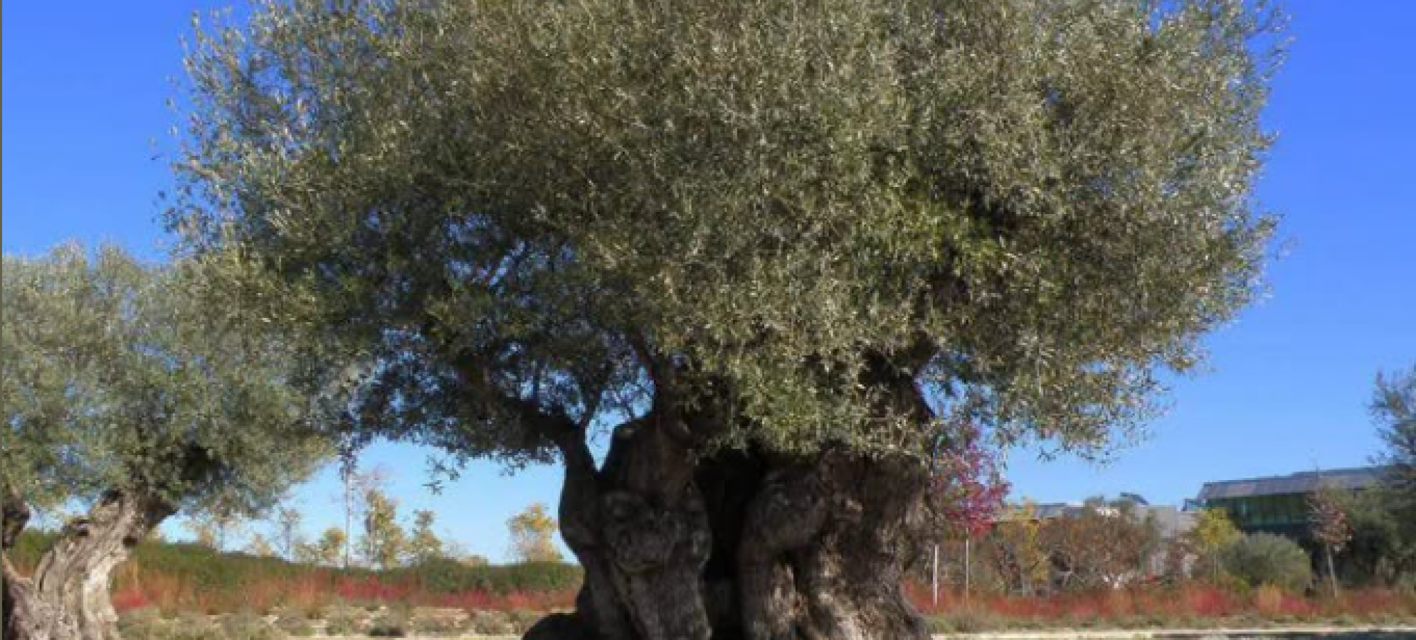 Κρυονέρι Κορινθίας: Συναγερμός για τον δάκο – Ζητούν απαλλαγή από την εισφορά