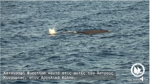Καταγραφή Φυσητήρα κοντά στις ακτές του Άστρους Κυνουρίας, στον Αργολικό Κόλπο [Βίντεο]