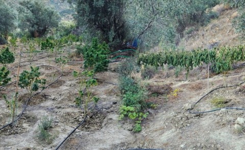 Φυτεία -120- δενδρυλλίων κάνναβης εντοπίσθηκε στη Κορινθία