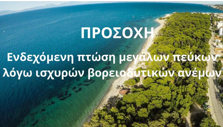 Δήμος Ξυλοκάστρου – Ευρωστίνης: Προσοχή για ενδεχόμενη πτώση μεγάλων πεύκων λόγω ισχυρών ανέμων