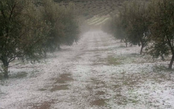 Χαλαζόπτωση | Κλιμάκια του ΕΛΓΑ στις πληγείσες περιοχές μετά από πρωτοβουλία της Περιφέρειας Πελοποννήσου