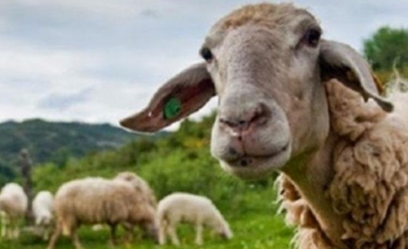 ΥπΑΑΤ, Κώστας Τσιάρας: 50 εκ. ευρώ σε κτηνοτρόφους για αποζημιώσεις και απώλεια εισοδήματος 