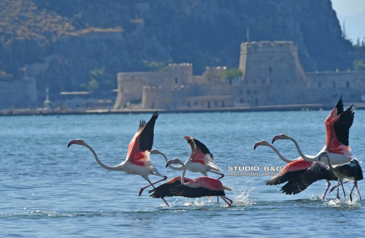 flamingo kio2