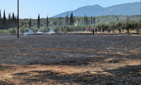 fotia agiosvasilis2