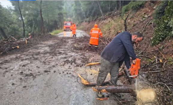 Πίσια: Έπεσε μεγάλο πεύκο στον δρόμο προς Σχίνο – Άμεση επέμβαση και αποκατάσταση κυκλοφορίας