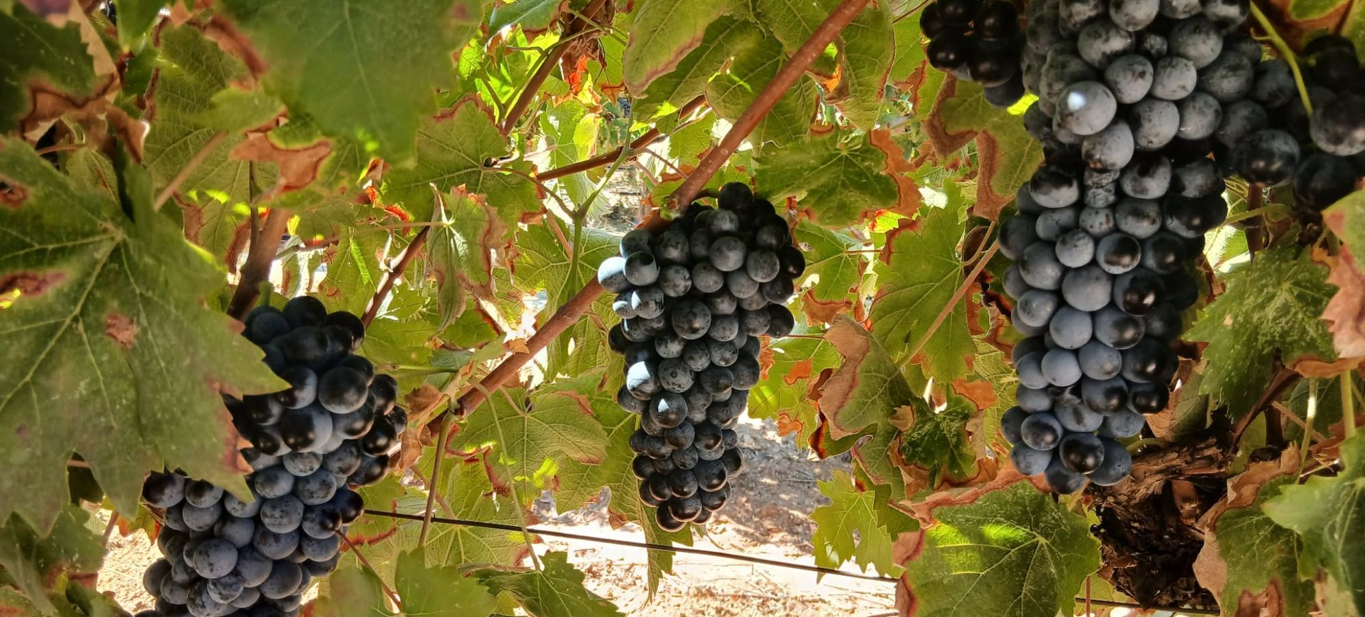 Νέο κεφάλαιο στη Magavali Winery: 0,0% γλεύκος από τον τρύγο 2026