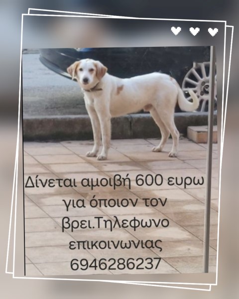 amivi skilaki