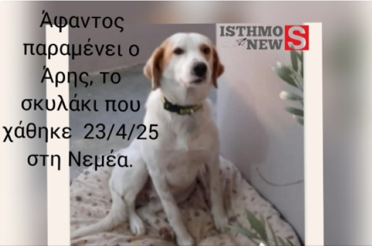 Άφαντος παραμένει ο Άρης , το διάσημο σκυλάκι της Νεμέας - Κοινοποιούμε για να βρεθεί και να επιστρέψει στην οικογένειά του