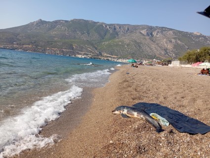 Νεκρό δελφίνι ξεβράστηκε στην παραλία Λουτρακίου 