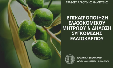 Μετατίθεται για την ελαιοκομική περίοδο 2026–2027 η υποχρεωτική υποβολή Δηλώσεων Συγκομιδής Ελαιοκάρπου