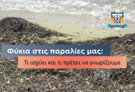 Φύκια στις παραλίες του Δήμου Κορινθίων: Τι ισχύει και τι πρέπει να γνωρίζουμε