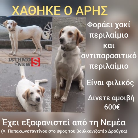 SOS - Χάθηκε σκυλάκι - Δίνεται αμοιβή για την ανεύρεσή του